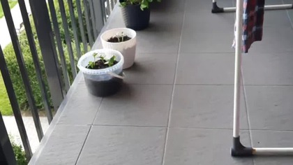 Na kogo oddam głos w wyborach (ankieta)