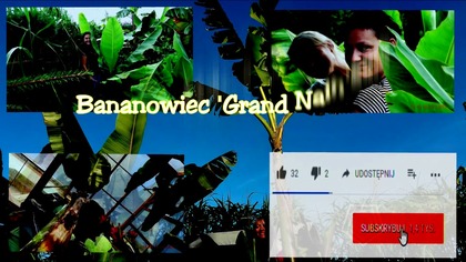 Odc. 431-Banan Musa grand nain, przesadzanieuprawasmacznych bananów w Polsce.