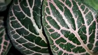 Fittonia zoom makro.  Ekstra liście 