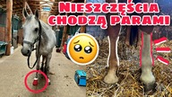 OBYDWA KONIE ZAKULAŁY *vlog z opieki + wyjaśniam co się stało*