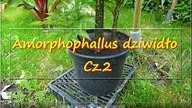 150 Cz. 2 Amorphophallus rivieri,konjac 2016r.  ciekawerosliny.pl