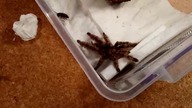 Unpacking dorosłego samca Heteroscodra maculata