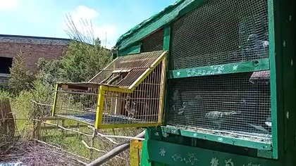 Obot gołębi młodych - wyjście pierwsze CZ.  I