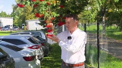 Zapomniane właściwości czerwonej jarzębiny