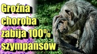 Śmiertelność osiąga 100% - dziwna choroba atakuje szympansy w Sierra Leone