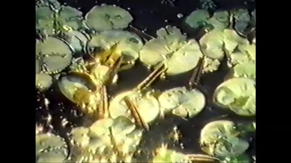 Zemsta Ninja Revenge Of The Ninja VID-1716727648981