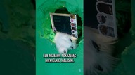 W tej kawiarni niedźwiedź serwuje kawę