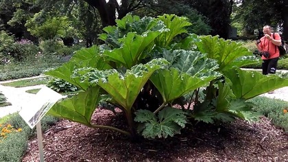 #246-Gunnera Manicata.  Ogród botaniczny Uniwersytetu Warszawskiego