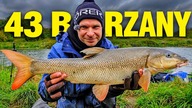 ODRA TO ODRA !!! BRZANY W GAZIE !!! KLASYCZNY FEEDER NA RZECE !!!