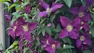 Clematis ETOILE VIOLETTE #clematisy