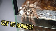 Co słychać u? #33 Nie jest z nią dobrze  Ale reszta wyliniała!