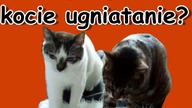 Czym jest kocie ugniatanie?