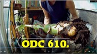 Odc-610. Sposób na przędziorka w szklarni, musella lasiocarpa, alocasia x caliodora,basjoo