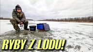 461 RYBY SPOD LODU - MORMYSZKA WE WROCŁAWIU