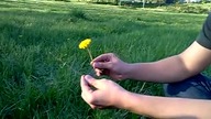 Usztywnianie mlecza