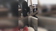 LiveLeak - Silly cat cant stop soaking head while sipping from sink