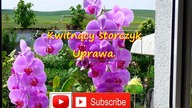 142.  Kwitnący stroczyk.  Uprawa, pielęgnacja, forum