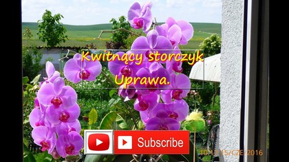 142.  Kwitnący stroczyk.  Uprawa, pielęgnacja, forum