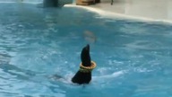 Delfinarium - delfiny kręcą kółkami na pyskach