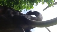 Mamut Geologiczne Muzeum Ziemi w Kletnie #dinozaur