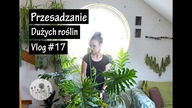 Jak przesadzać DUŻE doniczkowe rośliny domowe? Przesadzanie dużych roślin domowych  Vlog