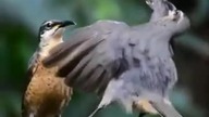 aLvvoR5 460svav1