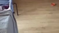Kiedy zostawisz kota samego w domu