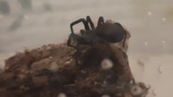 Kukulcania hibernalis captures and webs up a mealworm 