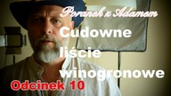 Poranek z Adamem [10] Co w winogronach jest najlepsze?