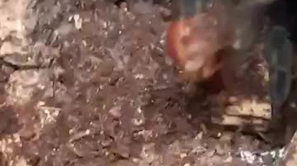 Tliltocatl vagans #feeding #karmienie 