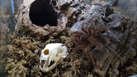 Ptasznik goliat  wyliniał! Przeprowadzka Theraphosa blondi
