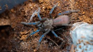 Nowe rarytasy oraz -50% na pająki z okazji BLACK FRIDAY! *oszaleli* Selenocosminae sp.  Biru