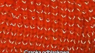 Tania polisa ubezpieczeniowa z Temu