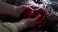 Coś / The Thing (1982) [Lektor PL]