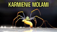 TłUSTE MOLE DLA PTASZNIKÓW 