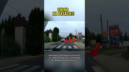 Gołąb na pasach, kierowca się zatrzymał  #droga #bezpieczeństwo #shorts #drivinginpoland #dashcam