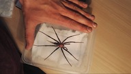 Unpacking samców T. gigas oraz L. megatheloides !