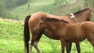 Kucyki Na Pastwisku - Kocuby- Baw się z nami