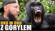 UGANDA - Wyprawa do dżungli w poszukiwaniu GORYLI