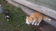 Kocia kompilacja prosto z Rosji