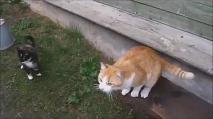 Kocia kompilacja prosto z Rosji