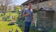 Klatka dla kurczaków - spacerniak