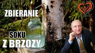Zbieranie Soku z Brzozy i Klonu.  Aleksander Haretski.  Akademia Medycyny Regeneracyjnej.