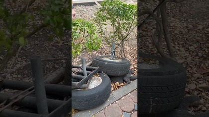 Waran schował się pod oponami