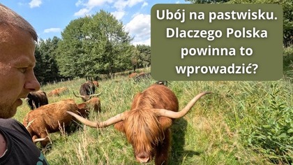 Ubój pastwiskowy  bez transportu, bez stresu dla zwierząt, lepsze mięso dla ludzi.