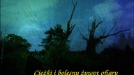 Ciężki i bolesny żywot ofiary