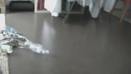 Kocia paranoja