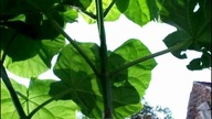 paulownia 21 07 2010 180cm