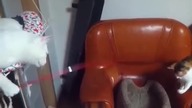 Co robią koty gdy niema nikogo w domu