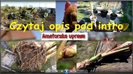 Wiosna 2018r.  Uwaga ważne.  Czytaj pod filmikiem.  Dzięki i pozdro.
